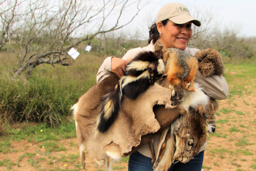 Educator, Elisa Velador, prepares “Skins and Skulls” lesson on animal adaptation.